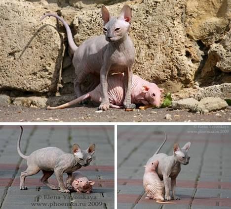 Hairless Cat Pictures From Photobucket 68