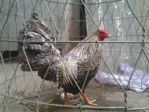 Thanh lý 8 em gà tơ lai đẹp giá rẻ cho ae huấn luyện ( Hình thật )