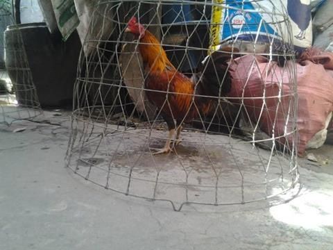 Thanh lý 8 em gà tơ lai đẹp giá rẻ cho ae huấn luyện ( Hình thật ) - 2