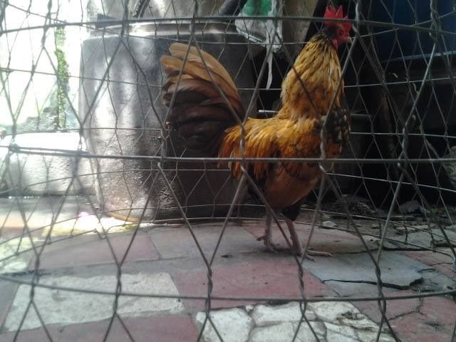 Thanh lý 8 em gà tơ lai đẹp giá rẻ cho ae huấn luyện ( Hình thật ) - 3