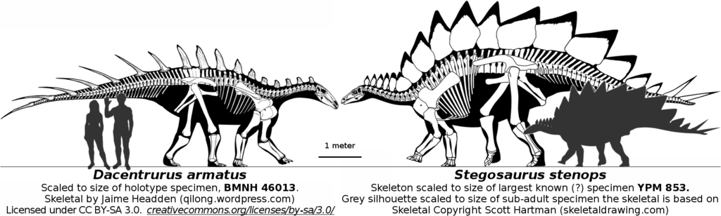 Stegosaurid Size The World Of Animals