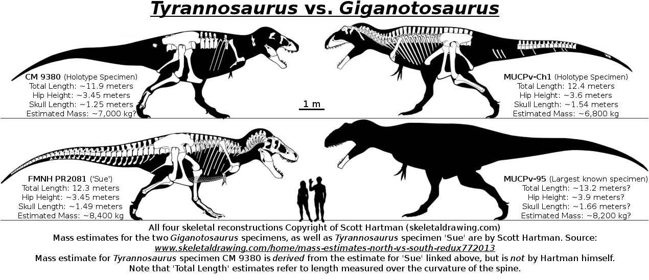 Tyrannosaurus Vs. Giganotosaurus Size Comparison Photo by - Giganotosaurus Vs T Rex Size