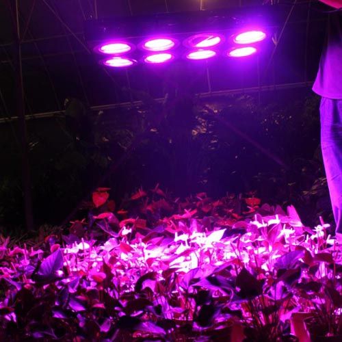 kind led grow lights