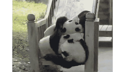 panda gif photo: Panda tumblr_m3xcaiOF9P1qzcv7no2_500.gif