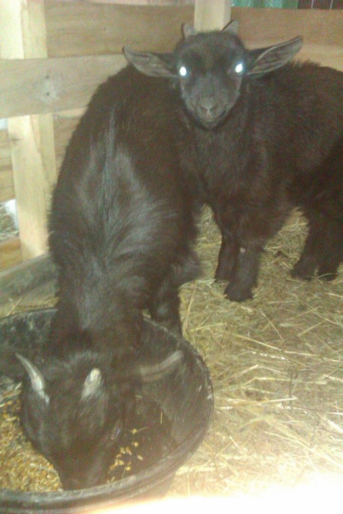 Need advice on my 2 of my goats read below - Goats