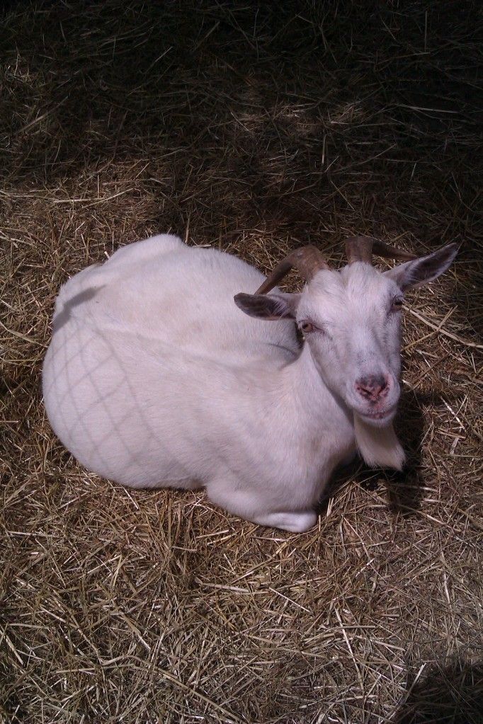 When do you think she is due? - Goats