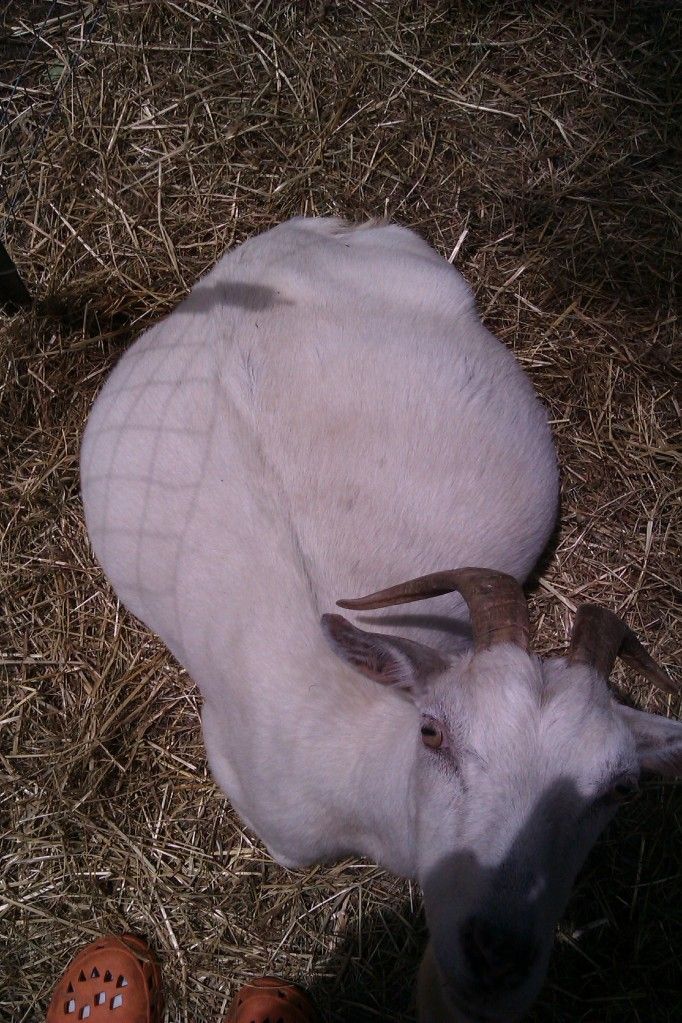 When do you think she is due? - Goats