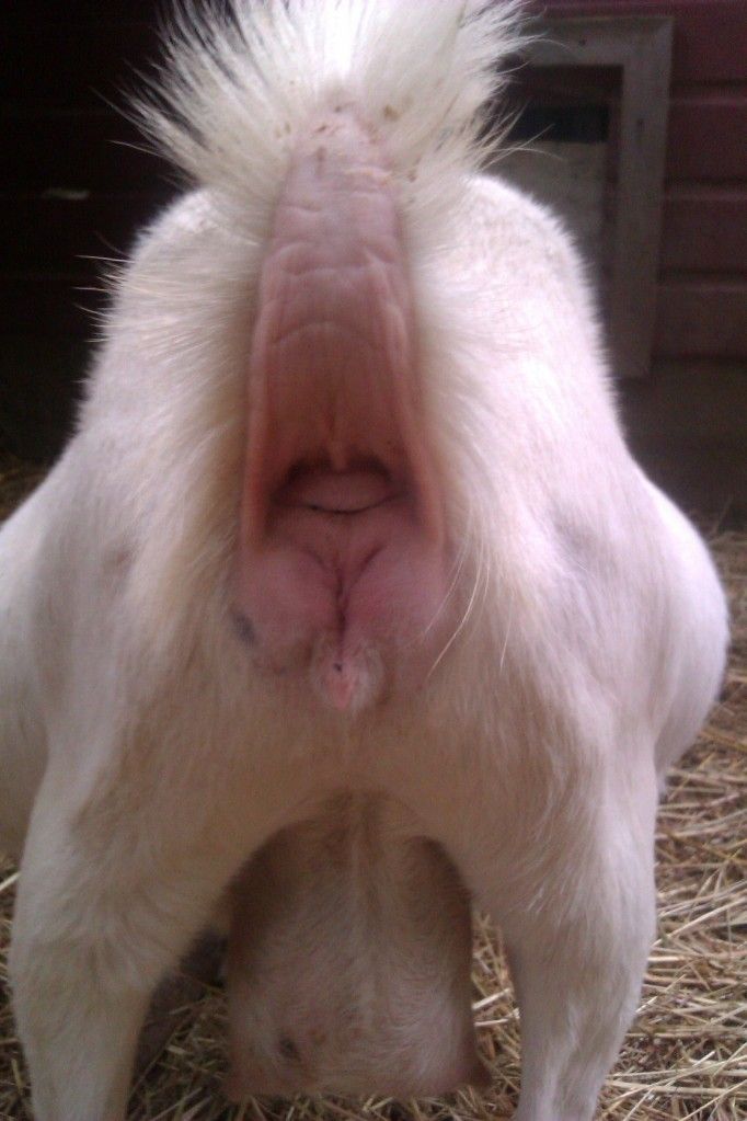 When do you think she is due? - Goats