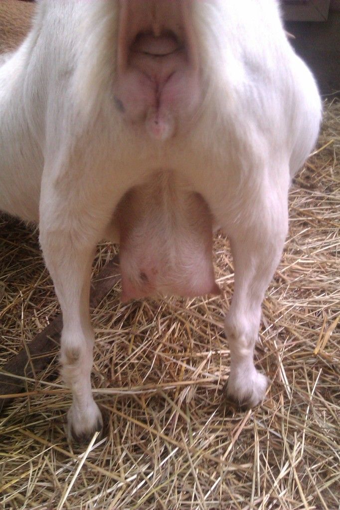 When do you think she is due? - Goats