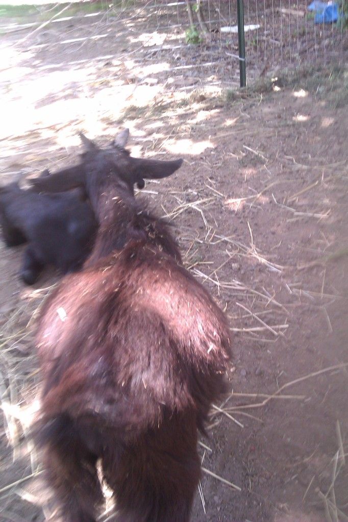 I dont know what else i should do! - Goats