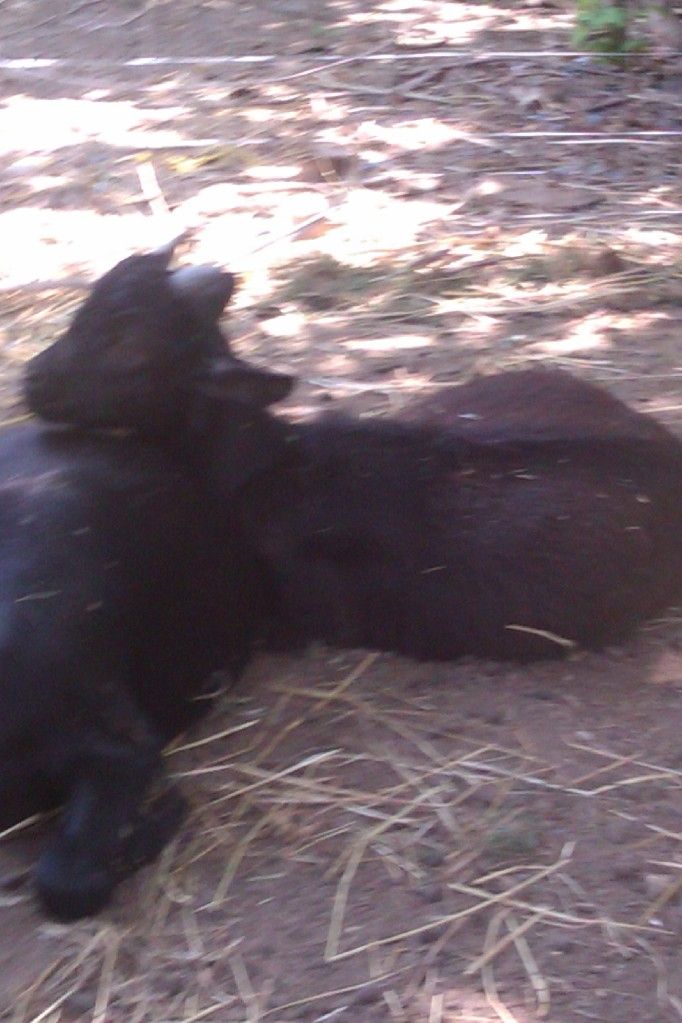 I dont know what else i should do! - Goats