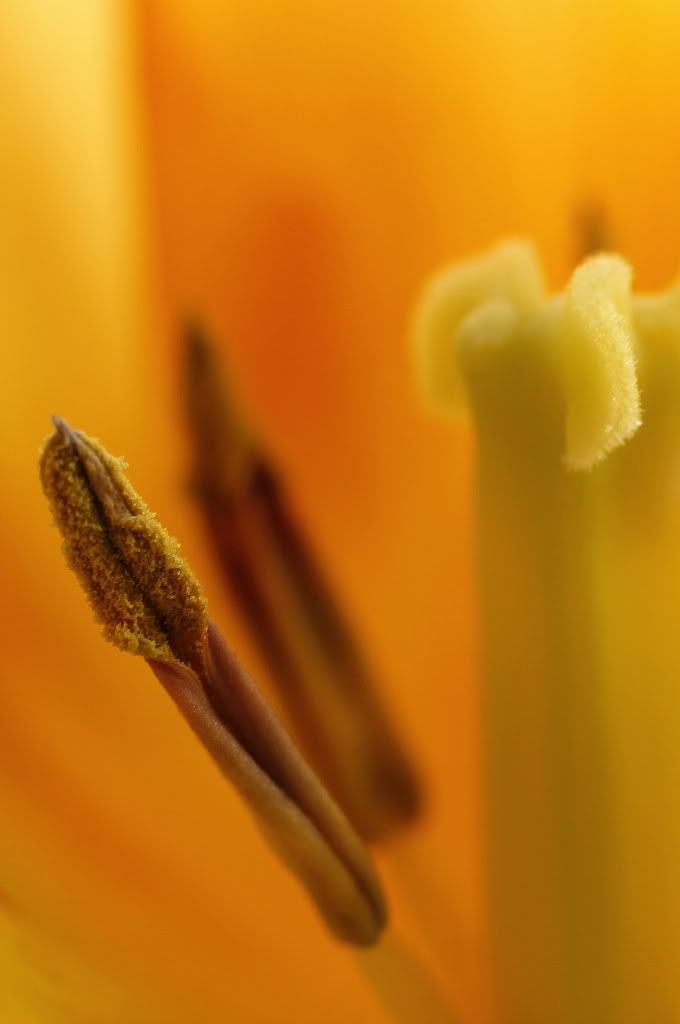 Fotografie