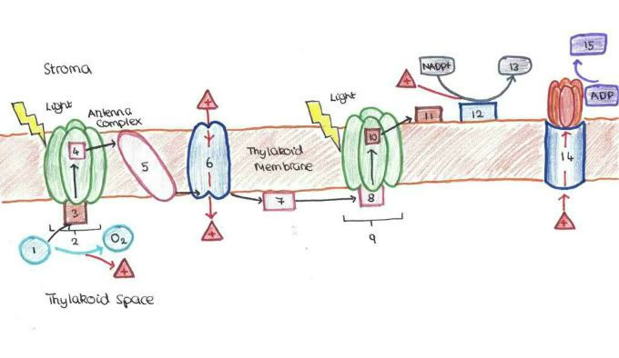 The Light Reaction Quiz - By tommb