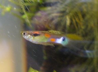 Baby Guppies Aquarium Forum