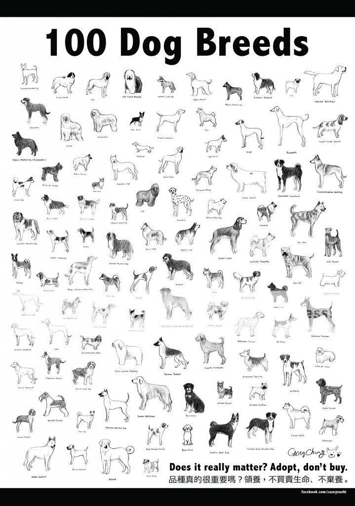 100 Dog Breeds Photo by devilcasey | Photobucket